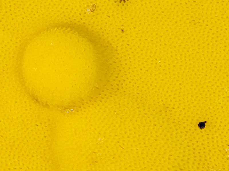 Flaviporus brownii Flaviporus brownii